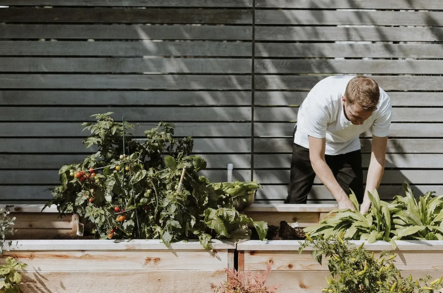 Entretien de jardin